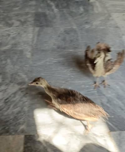 Peacock Chicks available for sale