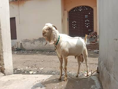 Bakra