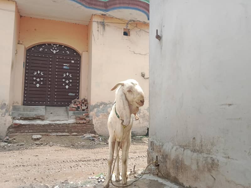 Bakra 1