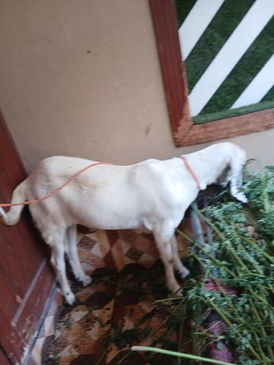 Rajanpuri Breed Healthy Goat for Sale