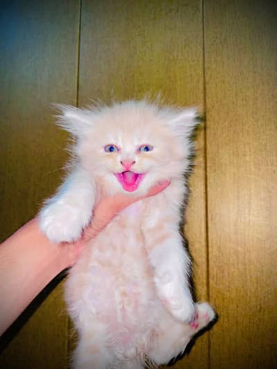 2 kittens available good quality 03174451778