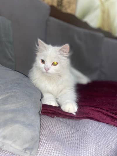 Persian cat