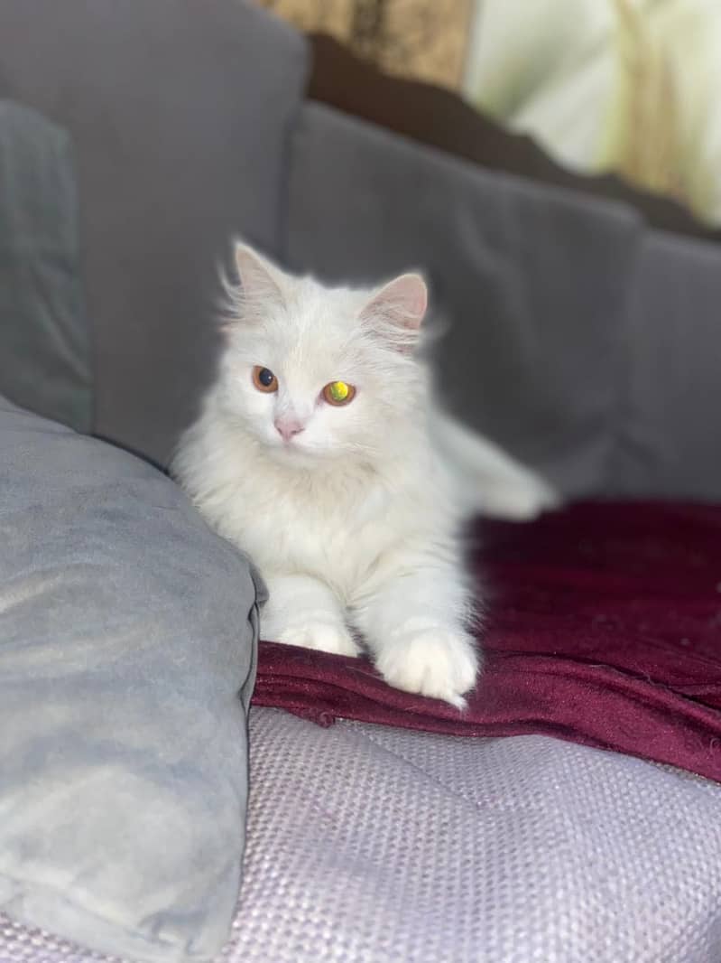 Persian cat 0