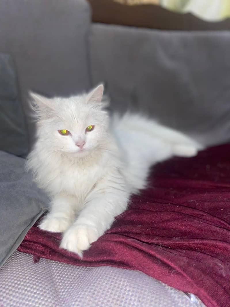 Persian cat 1