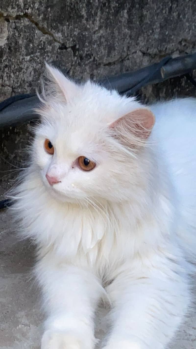 Persian cat 2