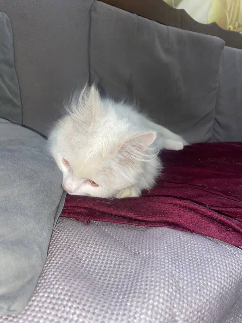 Persian cat 3
