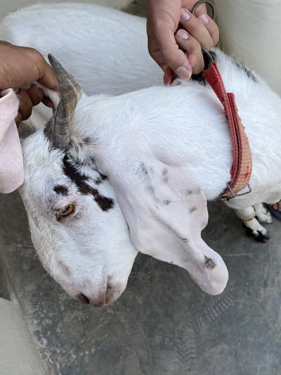 bakra