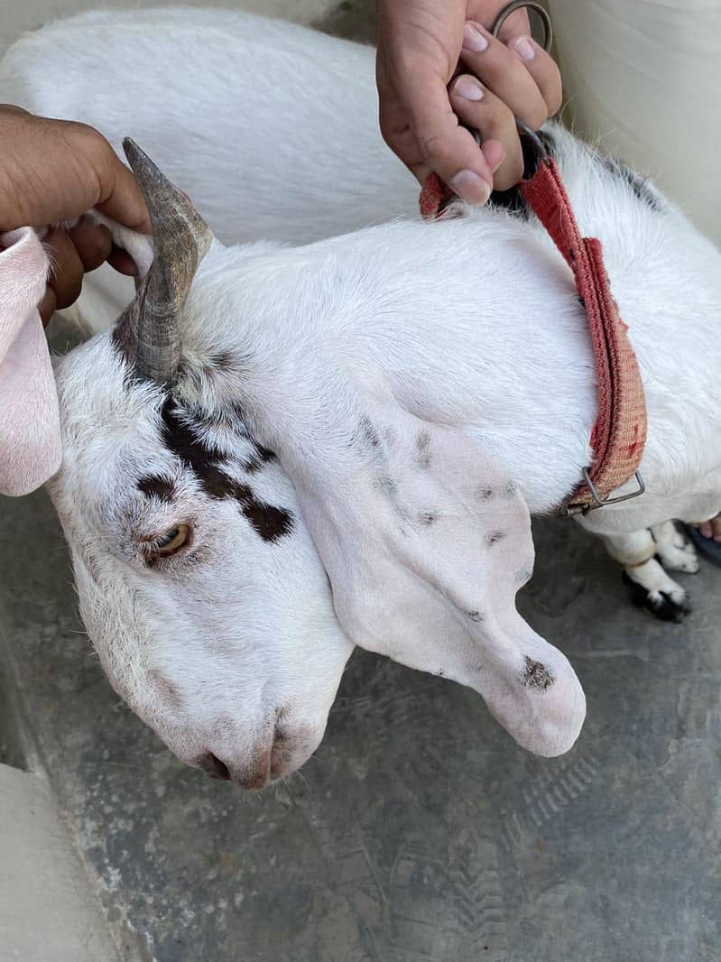bakra 0