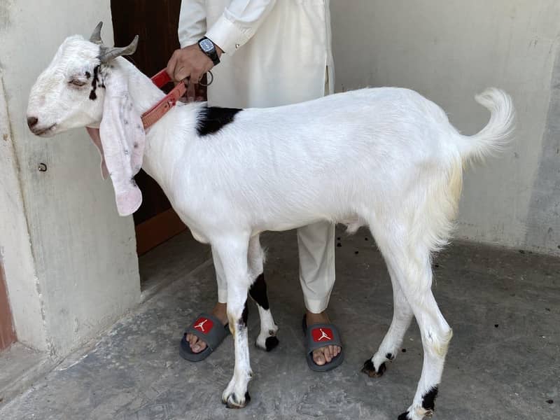 bakra 1