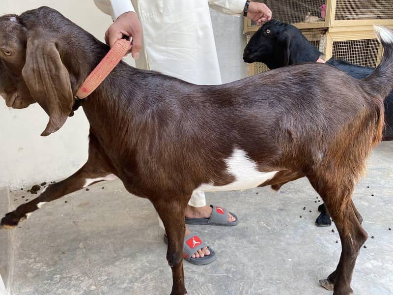 bakra 2