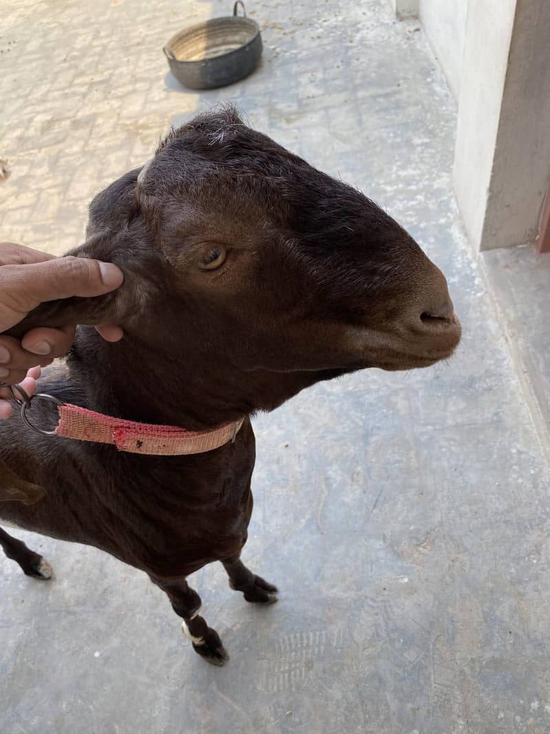 bakra 3