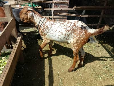 Qurbani k bakray