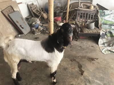 Kamori nachi cross breed bakra for sale prices 1 lac 10 thousand