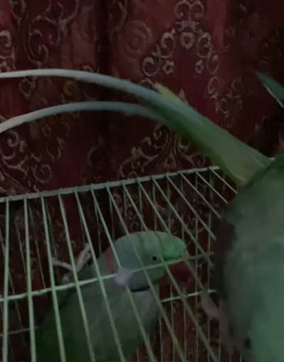 Parrot