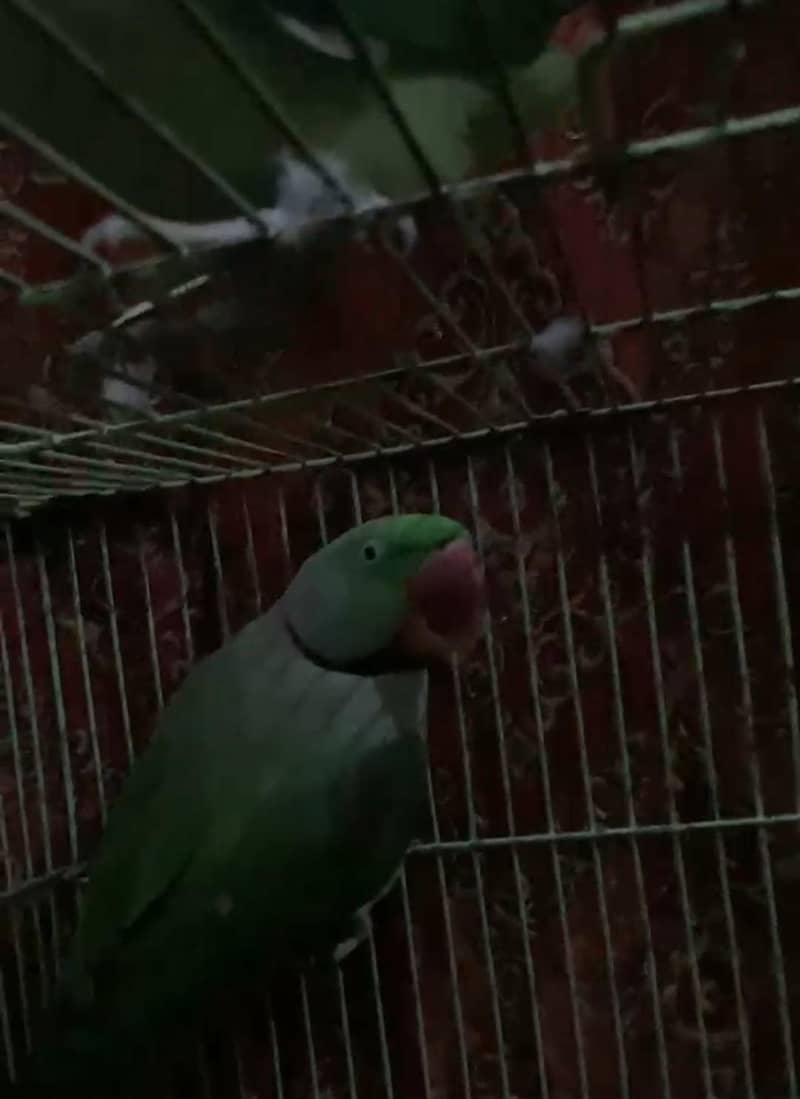 Parrot 1
