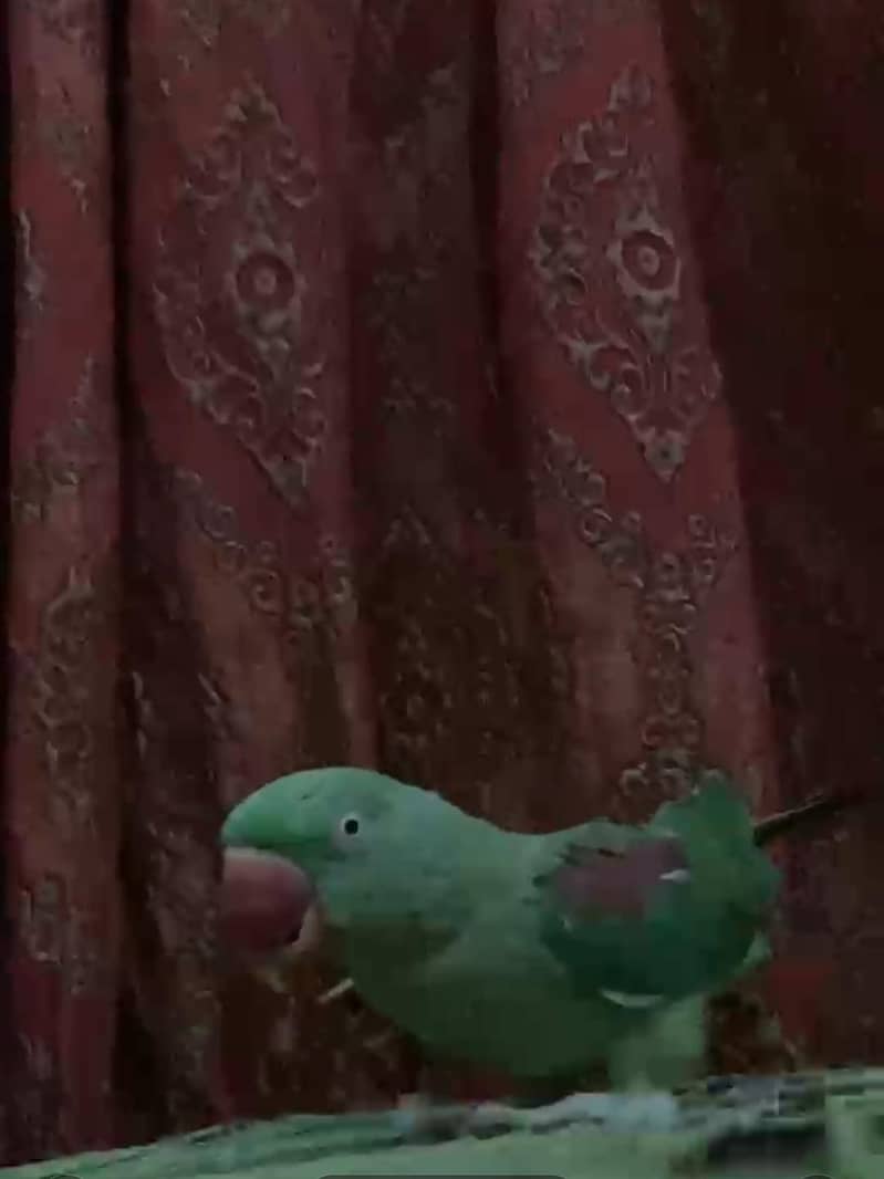 Parrot 2