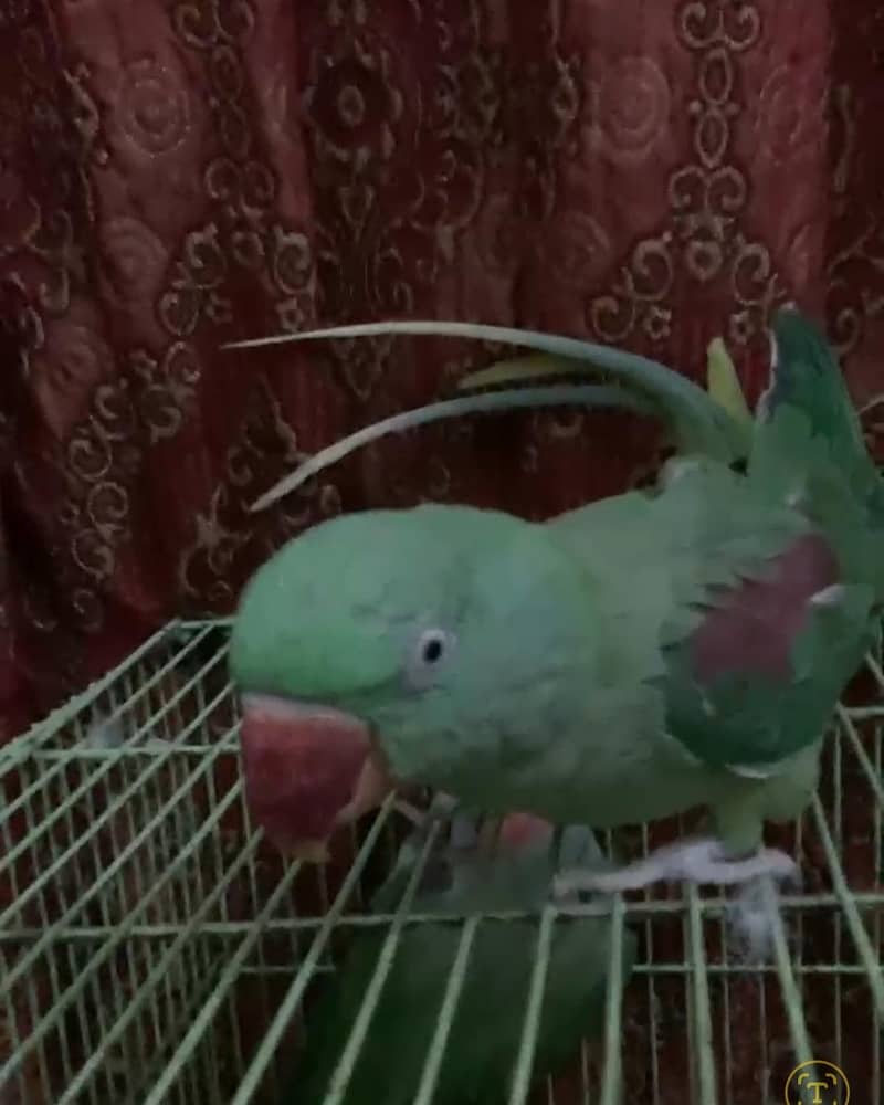 Parrot 3