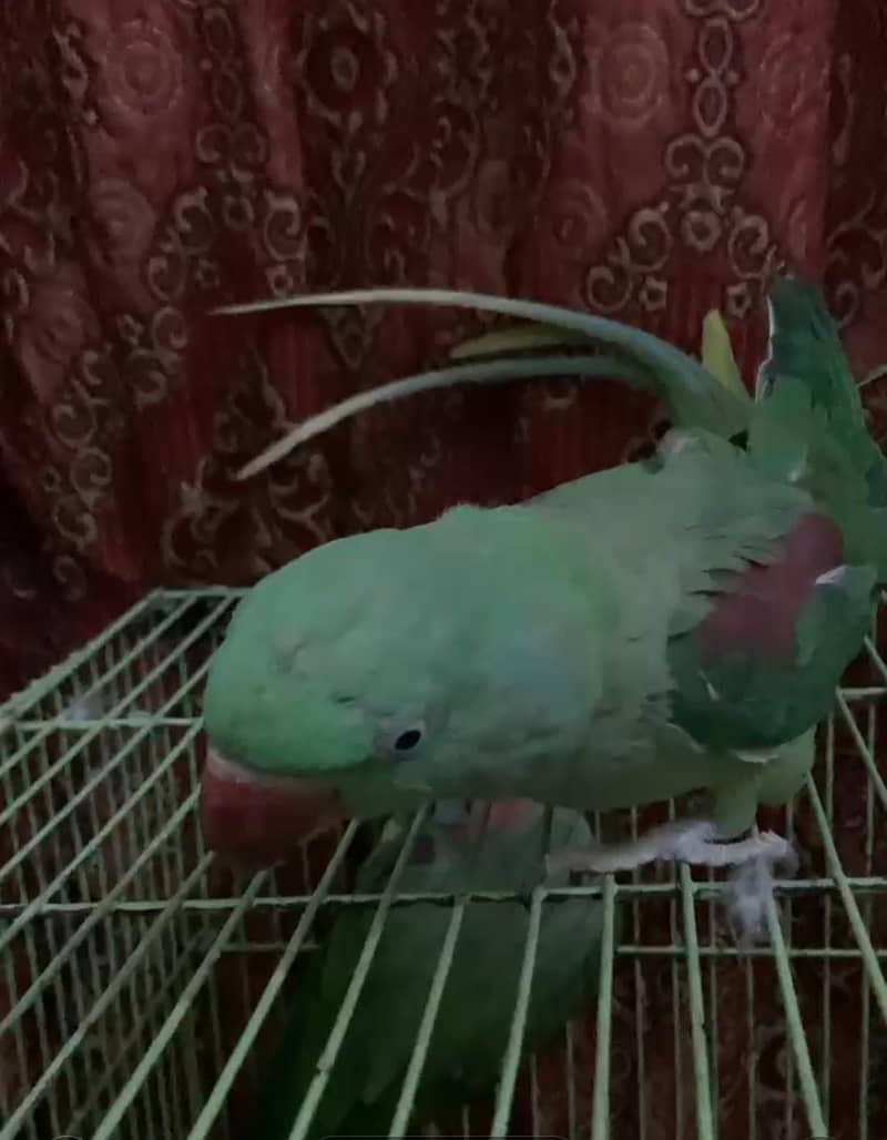 Parrot 4
