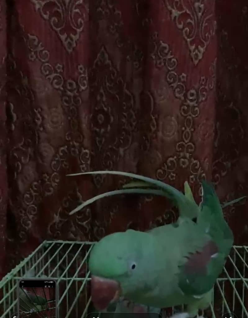 Parrot 5