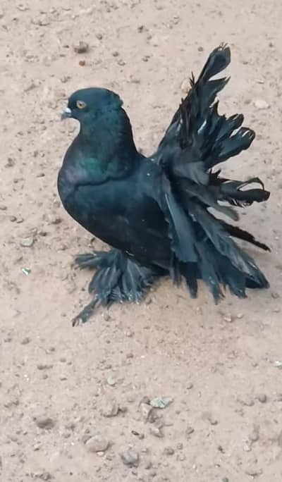 American f1 imported ring bird | lucky | Pigeon | fancy