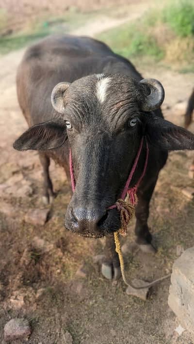 قربانی کے لیے خوبصورت کٹی برائے فروخت