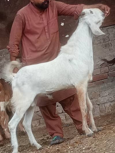 2026 ki qurbani ka Liye 2 dant dasi bakra sale