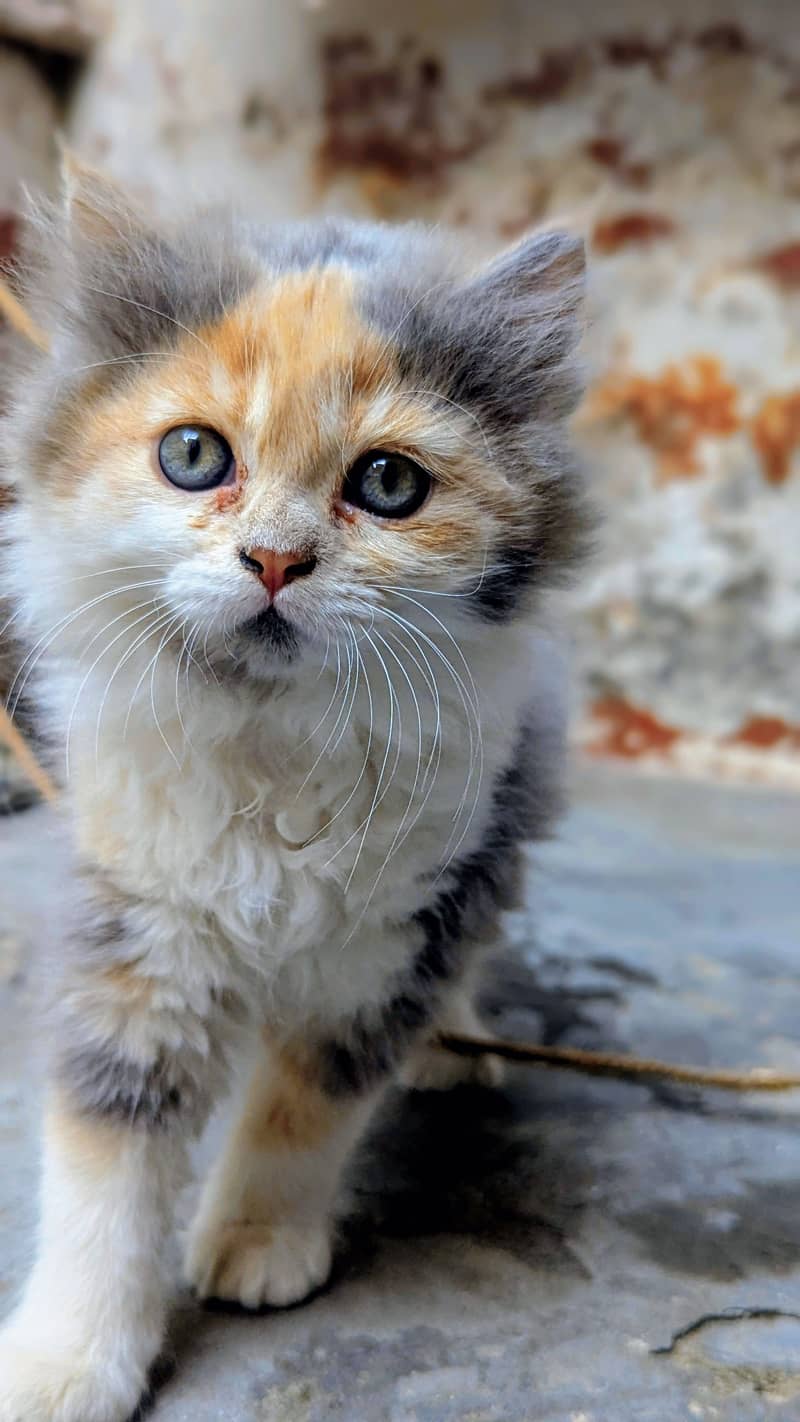 Persian 0