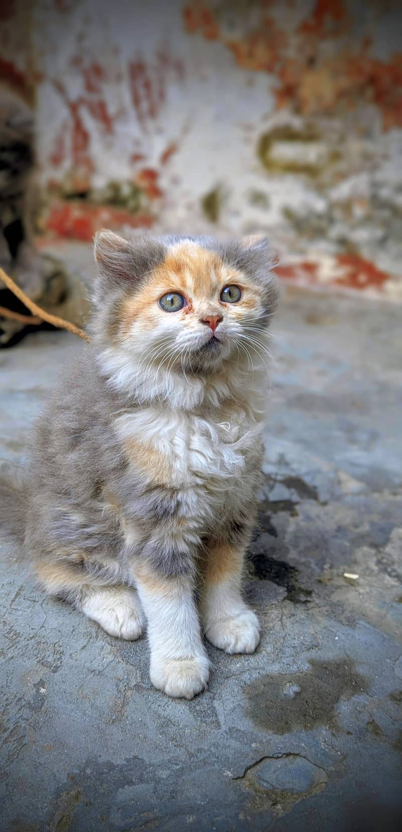 Persian 1