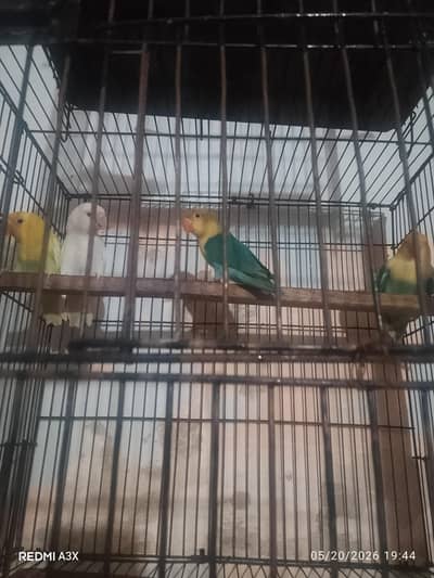 lovebirds perrots parbule
