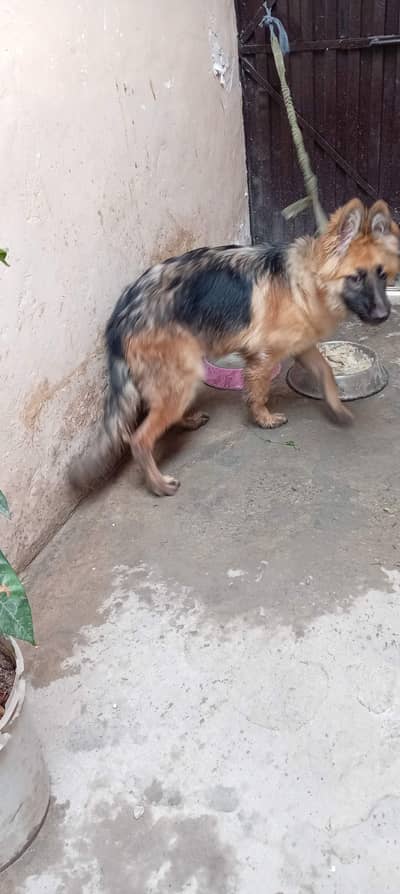 playful pet, friendly and innocent vaccinated pet