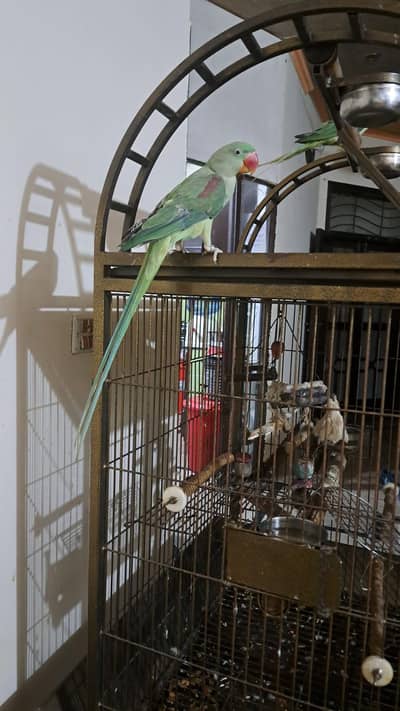 raw Alexander tamed  female parrot