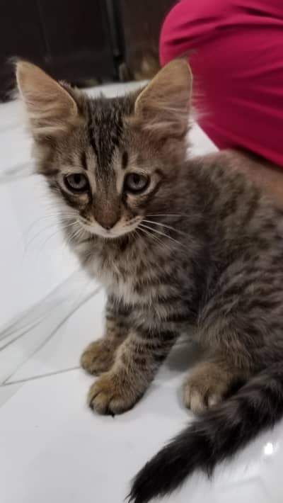 Persian male cat urgent sale  price on spot on call Kam bhi hojaye giq