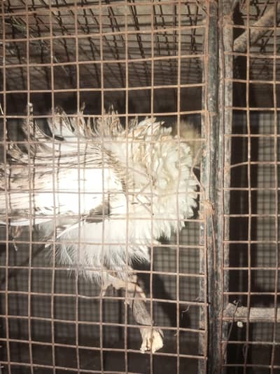 chick's hen