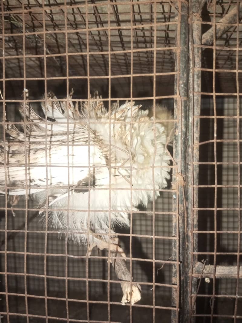 chick's hen 0