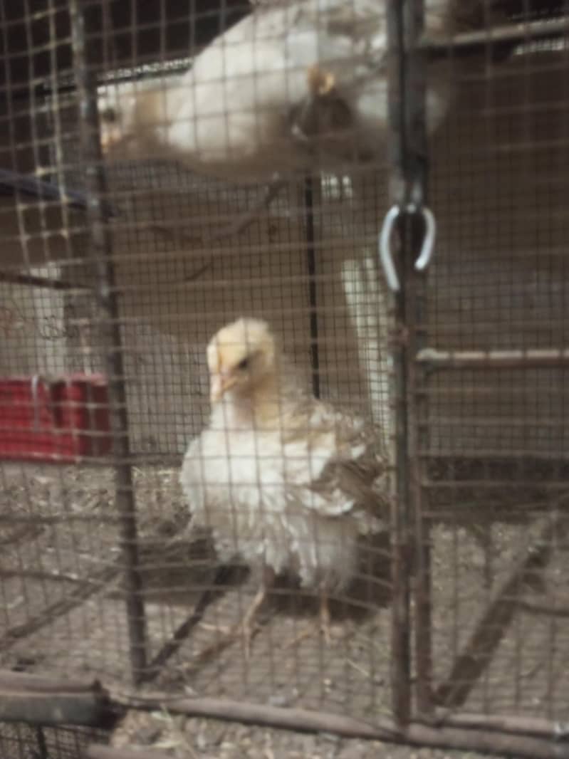 chick's hen 1