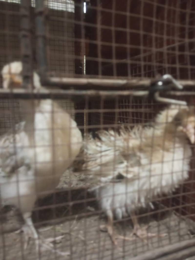 chick's hen 2