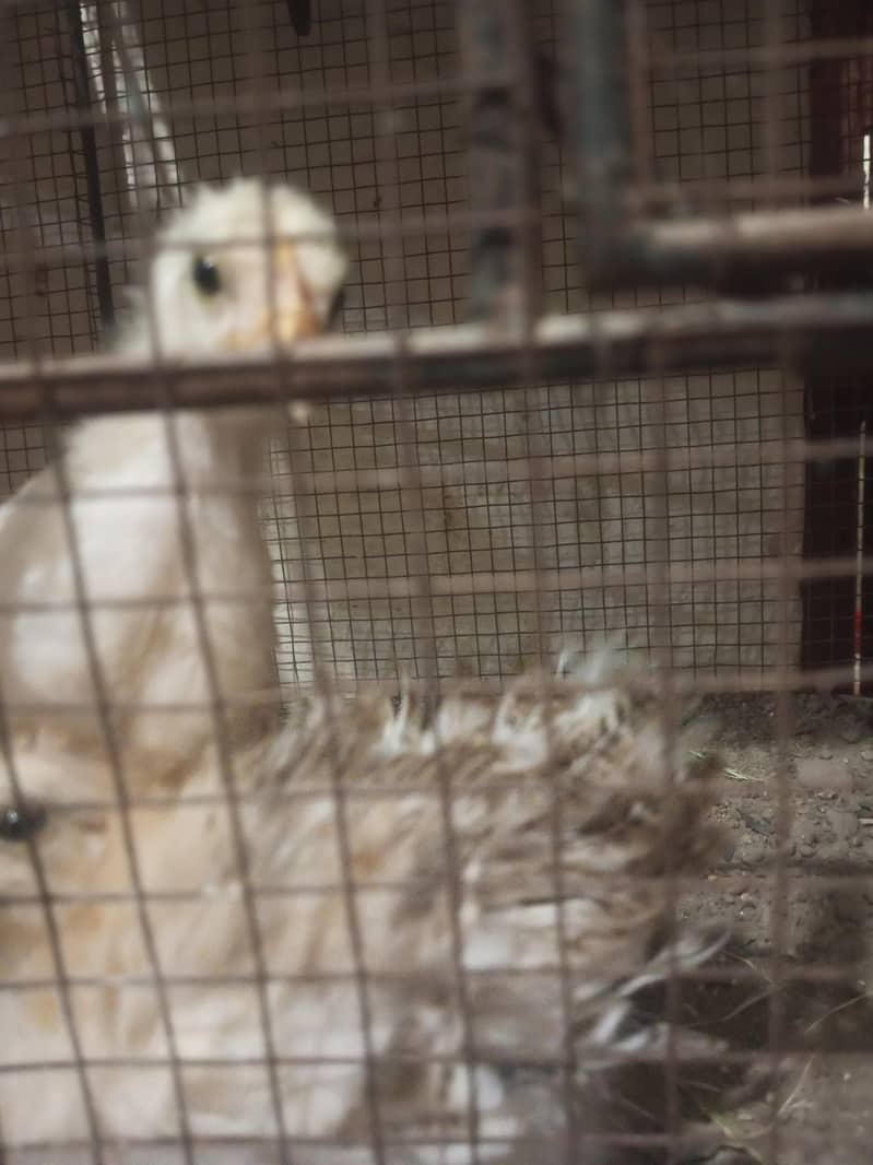 chick's hen 3