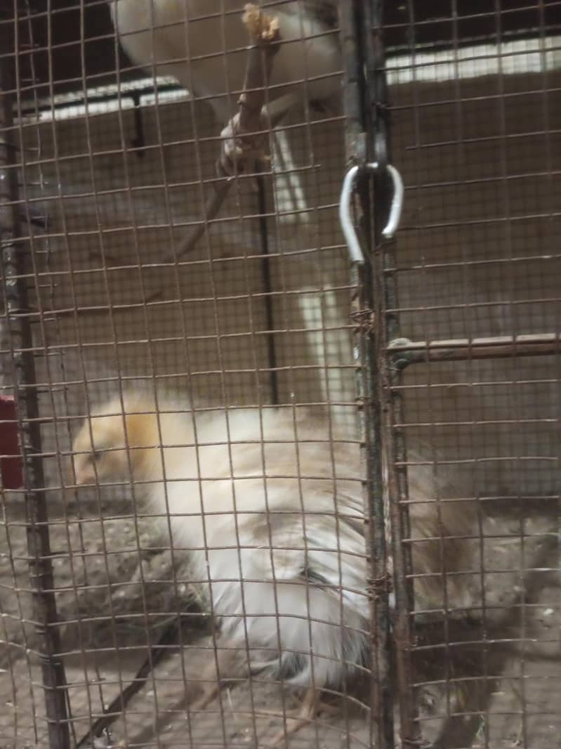 chick's hen 5