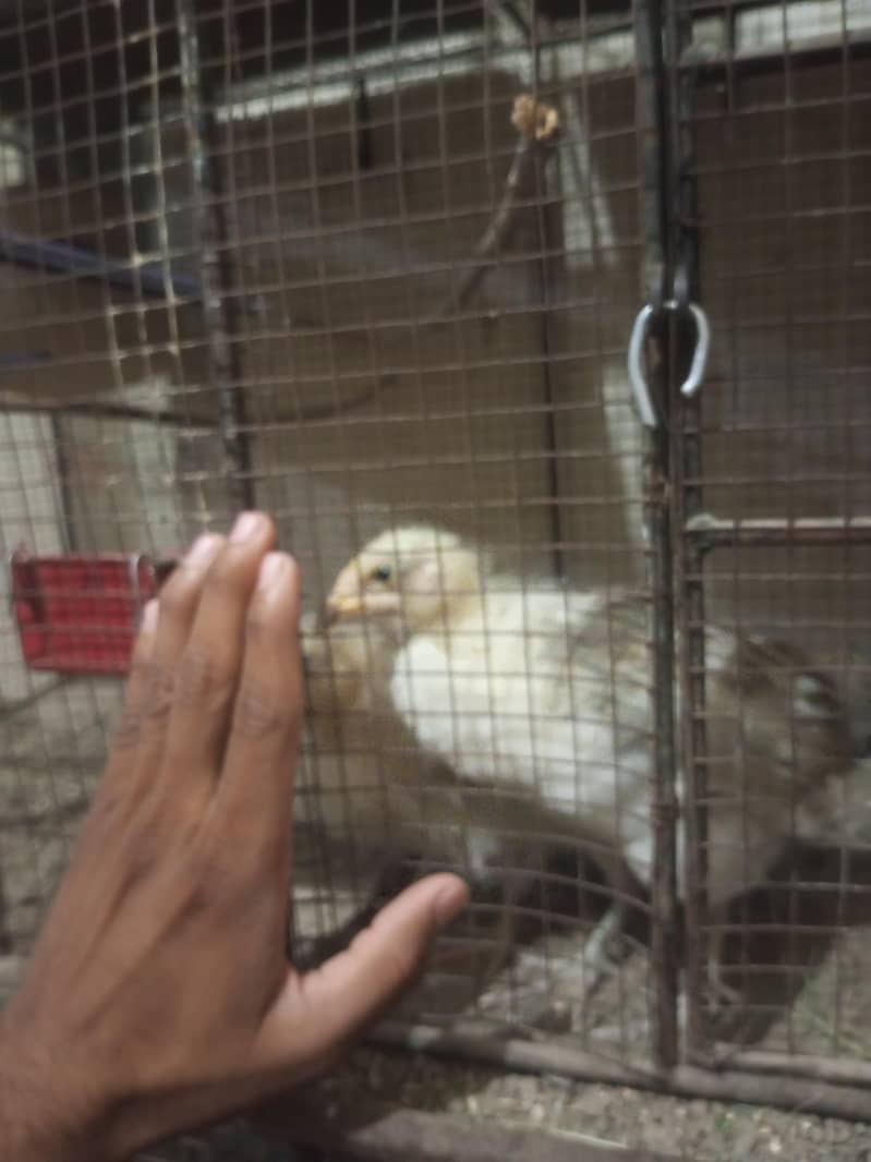 chick's hen 6