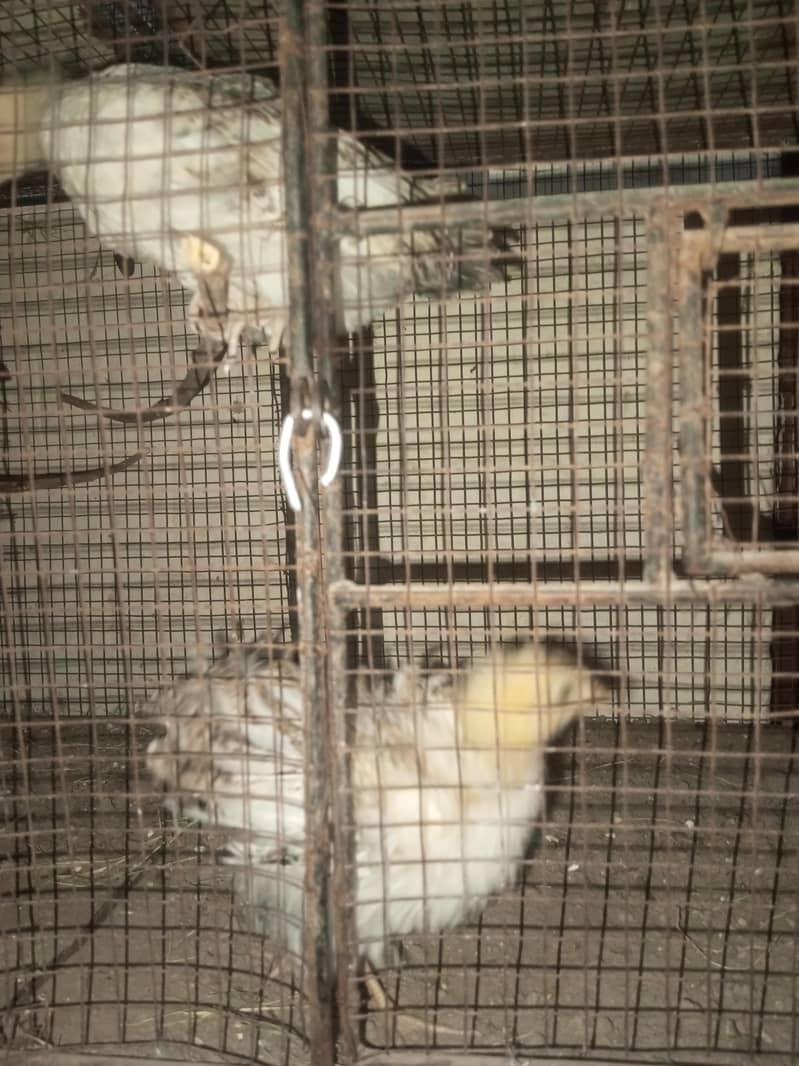 chick's hen 9