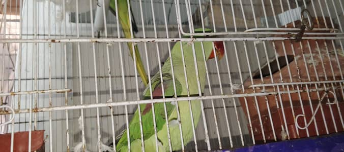 Kashmire parrot pair