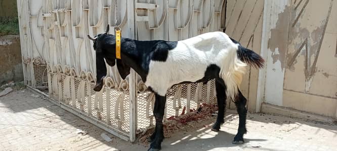 2 dant khassi healthy ghr ka beetal cross bakra hai
