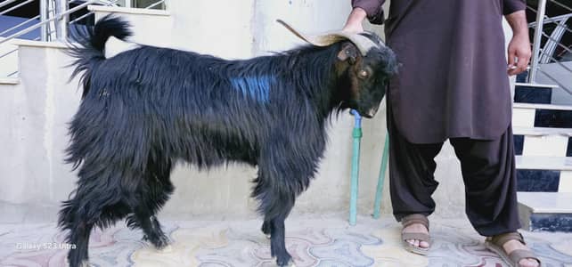 for qurbani 4 teeth