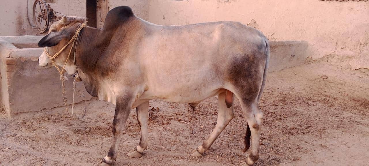 ویڑہ برائے فروخت 1