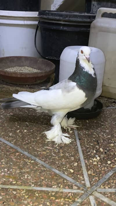 Pouter gubara pair