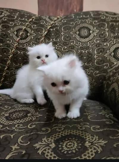 tripe coat person kittens healthy active