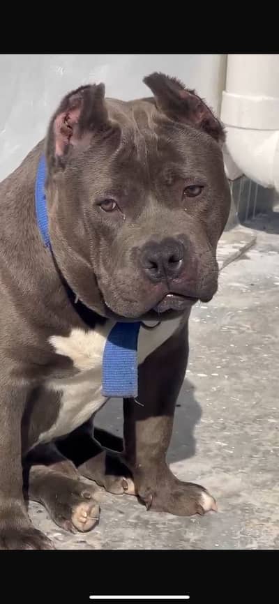 American bully quality male healthy, active playful vaccination done