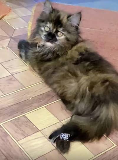 Persian cat