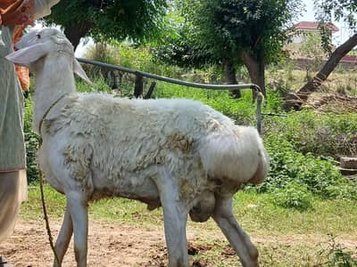 male sheep for sale
