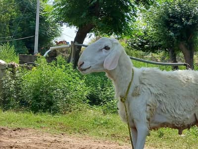 male sheep for sale